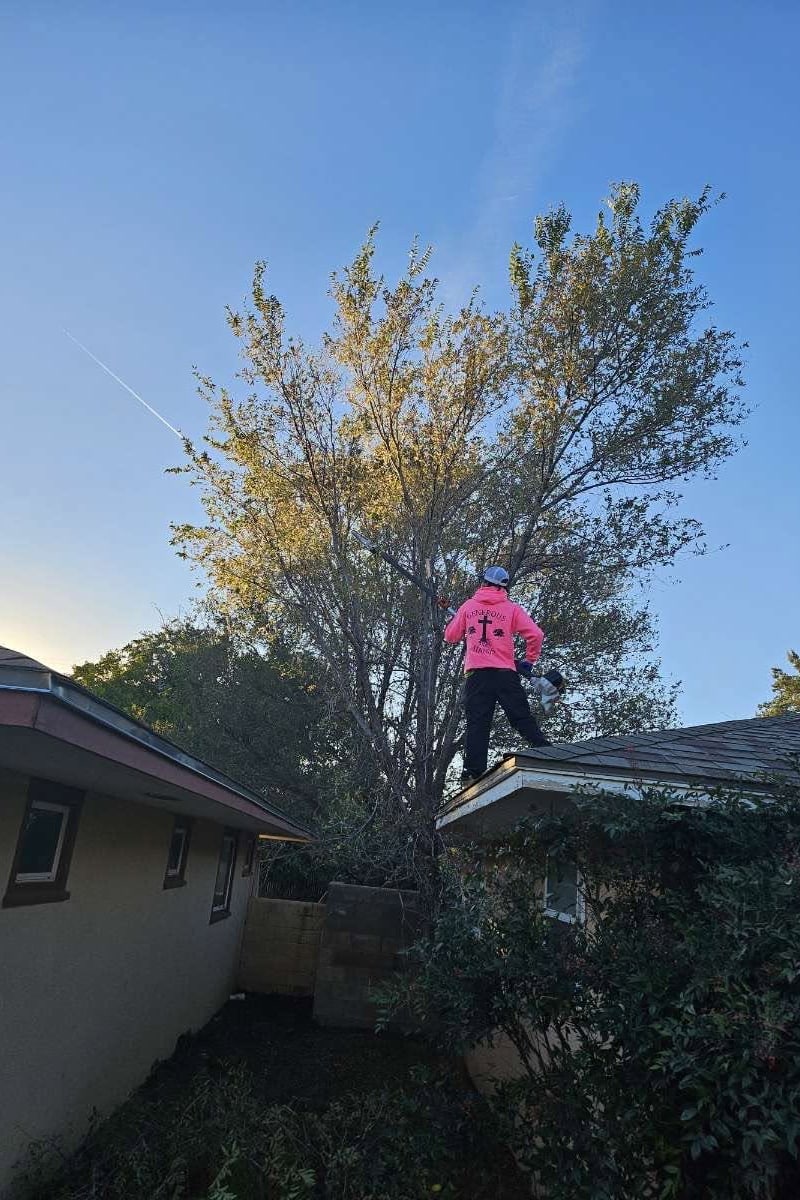 Generous Hands climber working in the top of a tall tree above a rooftop