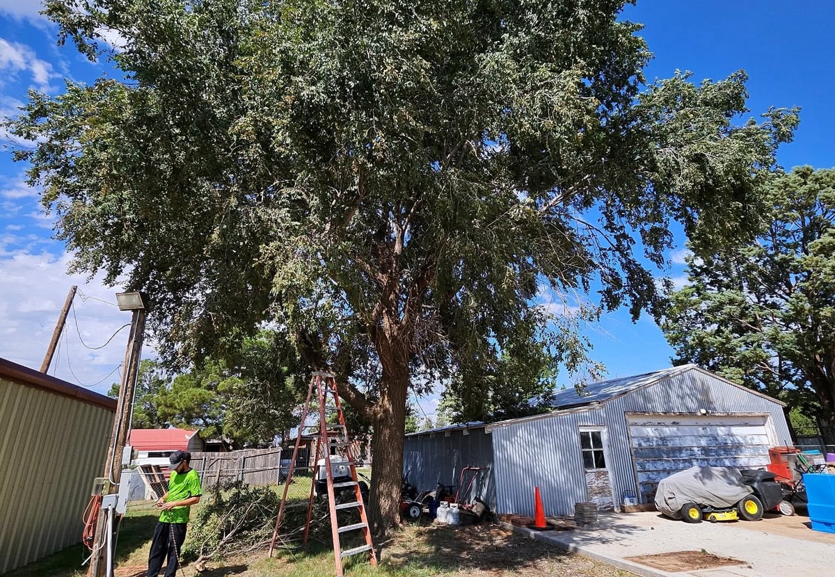 Trimming, pruning & safe removals